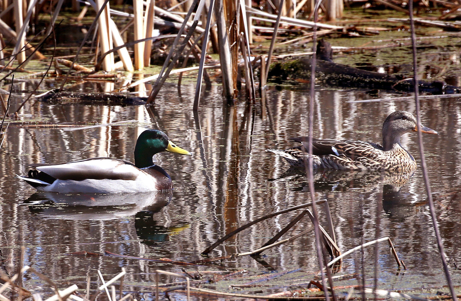 La Crosse River Marsh